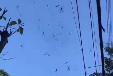 Diversas aranhas apareceram em avenida do Barreiro