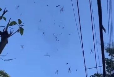 Diversas aranhas apareceram em avenida do Barreiro