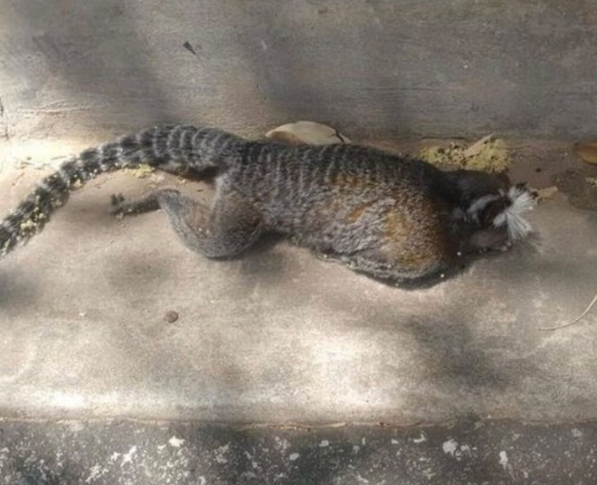 Morte de mico em área próxima ao ICHS aciona protocolo de vacinação contra febre amarela em Mariana