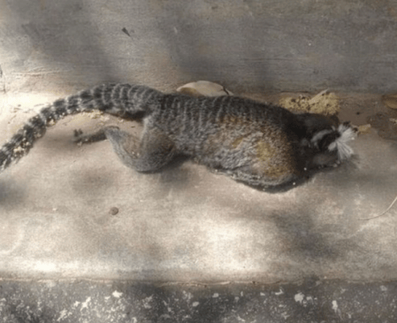Mico encontrado morto em Mariana