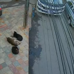 Cão é atropelado por ônibus em Ouro Preto