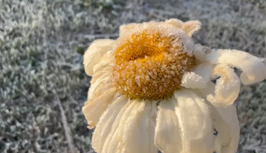 Flor congelada em Monte Verde.