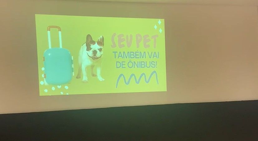 Lei garante viagem de cães e gatos em ônibus intermunicipais, mas eles “pagam passagem”