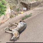 Animal silvestre é encontrado morto na BR-356, em Ouro Preto