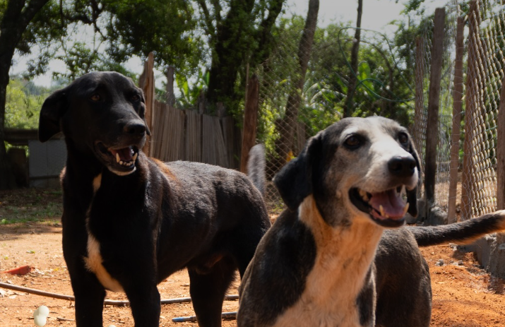 Agosto Caramelo: campanha em Varginha incentiva doações para animais resgatados