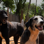 Agosto Caramelo: campanha em Varginha incentiva doações para animais resgatados