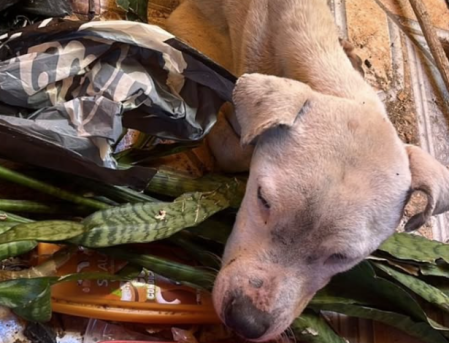 cachorro vítima de maus tratos encontrado em contagem