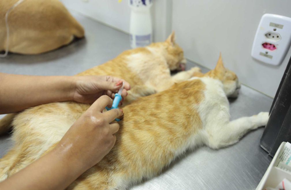Minas Gerais ultrapassa 272 mil cães e gatos identificados com microchips desde 2022