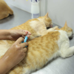 Minas Gerais ultrapassa 272 mil cães e gatos identificados com microchips desde 2022
