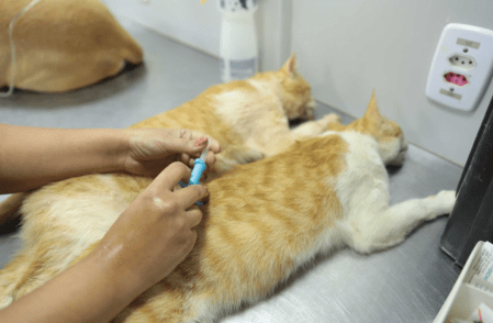 Implante de microchips em gatos