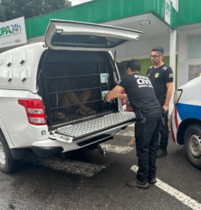 Vítima foi brutalmente agredida e morreu semanas depois, por causa dos ferimentos.