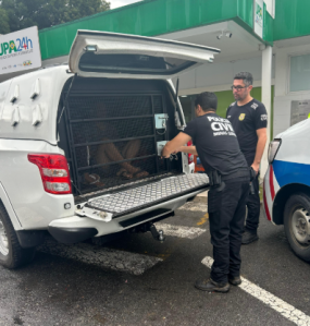 Vítima foi brutalmente agredida e morreu semanas depois, por causa dos ferimentos.