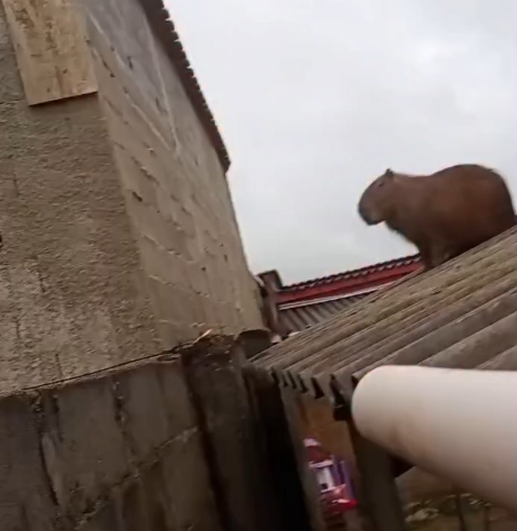 Bombeiros resgatam capivara no telhado de residência em Ijaci