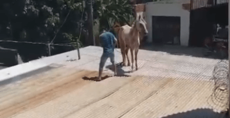Cavalo no telhado em Santana do Paraíso, Vale do Aço