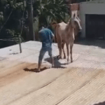 Cavalo é resgatado após ser visto em telhado no Industrial, em Santana do Paraíso