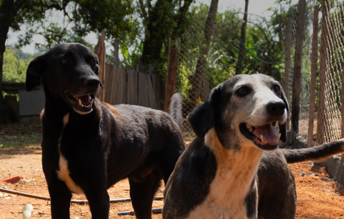 Varginha: Sítio busca doações para tratar surto de carrapatos em 50 cães