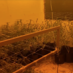 Homem transforma casa em laboratório de cultivo de maconha em Timóteo e acaba preso