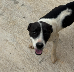 Eles contam que já acionaram as autoridades, mas ainda não houve o recolhimento dos animais.