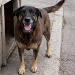 Justiça acata pedido do MP, e cachorro Orelha tem corpo exumado em Santa Catarina