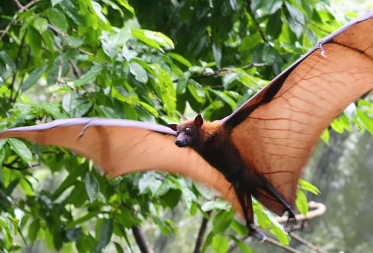 Raposa-voadora: conheça morcego 'gigante' principal hospedeiro do vírus Nipah