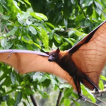 Raposa-voadora: conheça morcego 'gigante' principal hospedeiro do vírus Nipah