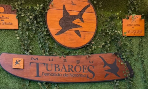 Museu dos Tubarões tem entrada gratuita, sendo ótima forma de conhecer sobre as espécies que vivem em Noronha