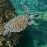 Vídeo: veja como é uma experiência de mergulho em Fernando de Noronha