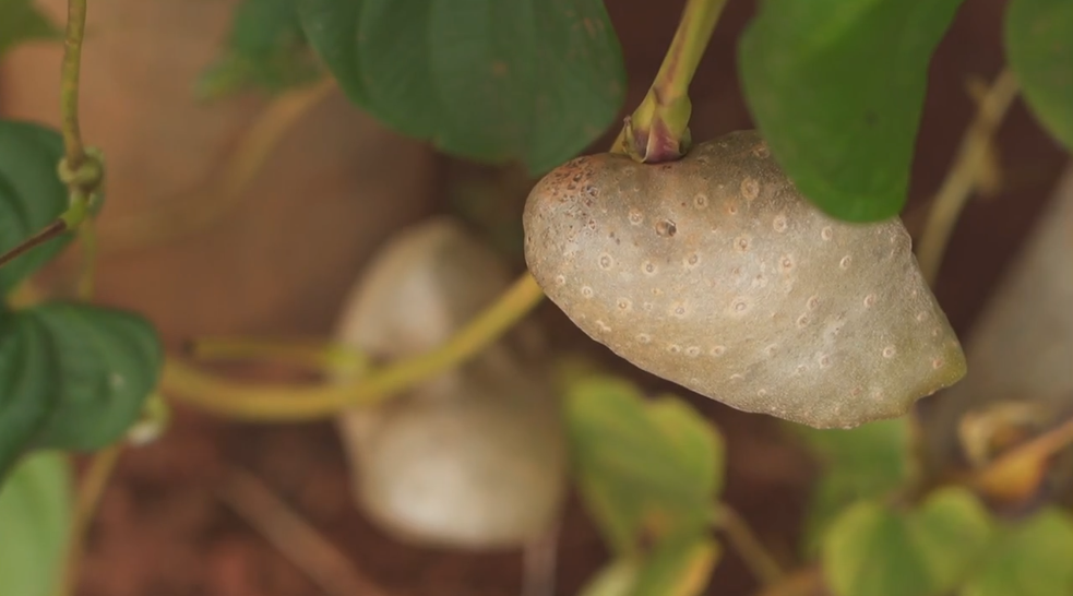 Embrapa desenvolve novas variedades de tubérculo que tem cinco vezes mais proteína que a batata; saiba qual