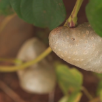 Embrapa desenvolve novas variedades de tubérculo que tem cinco vezes mais proteína que a batata; saiba qual
