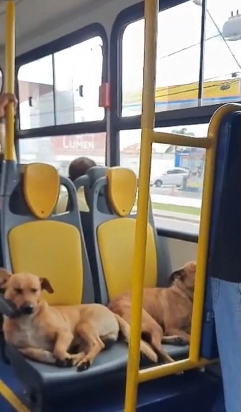 Vídeo: cachorrinhos caramelo são vistos tirando um ‘cochilo’ em ônibus de Curitiba