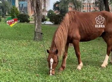 Vídeo: cavalo Caramelo, resgatado no RS, recebe tratamento de rei, ganha peso e novo visual