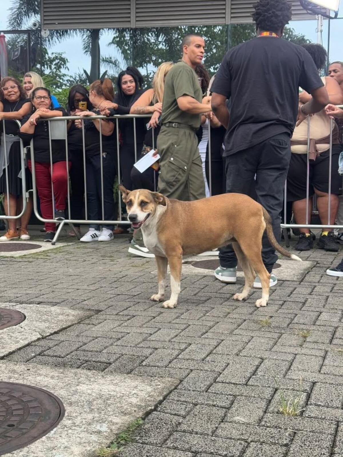 Cachorro caramelo 'invade' o BBB 25; vídeo