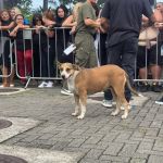 Cachorro caramelo 'invade' o BBB 25; vídeo