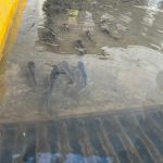 Vídeo: cardume de peixes nada em tradicional avenida de Porto Alegre