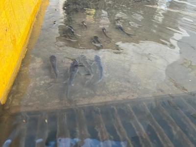 Cardume de peixes nada em trecho da Avenida Borges de Medeiros, em Porto Alegre