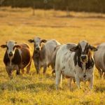 Fertilizantes, seguro rural e palanque eleitoral são travas do agro para a próxima safra