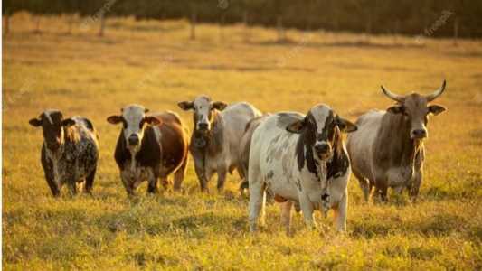 Carne bovina