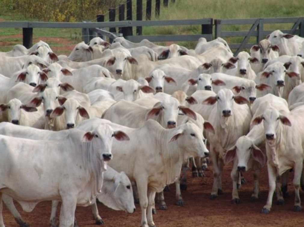 Valdir Barbosa | Descaso do governo com EUA e taxas da China podem afetar mercado da carne