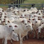 Valdir Barbosa | Descaso do governo com EUA e taxas da China podem afetar mercado da carne