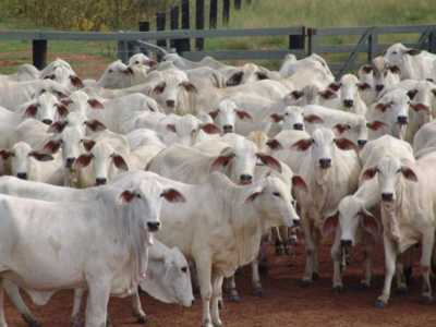 Pecuária: carne bovina no Brasil pode ser afetada
