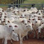 Valdir Barbosa | Descaso do governo com EUA e taxas da China podem afetar mercado da carne