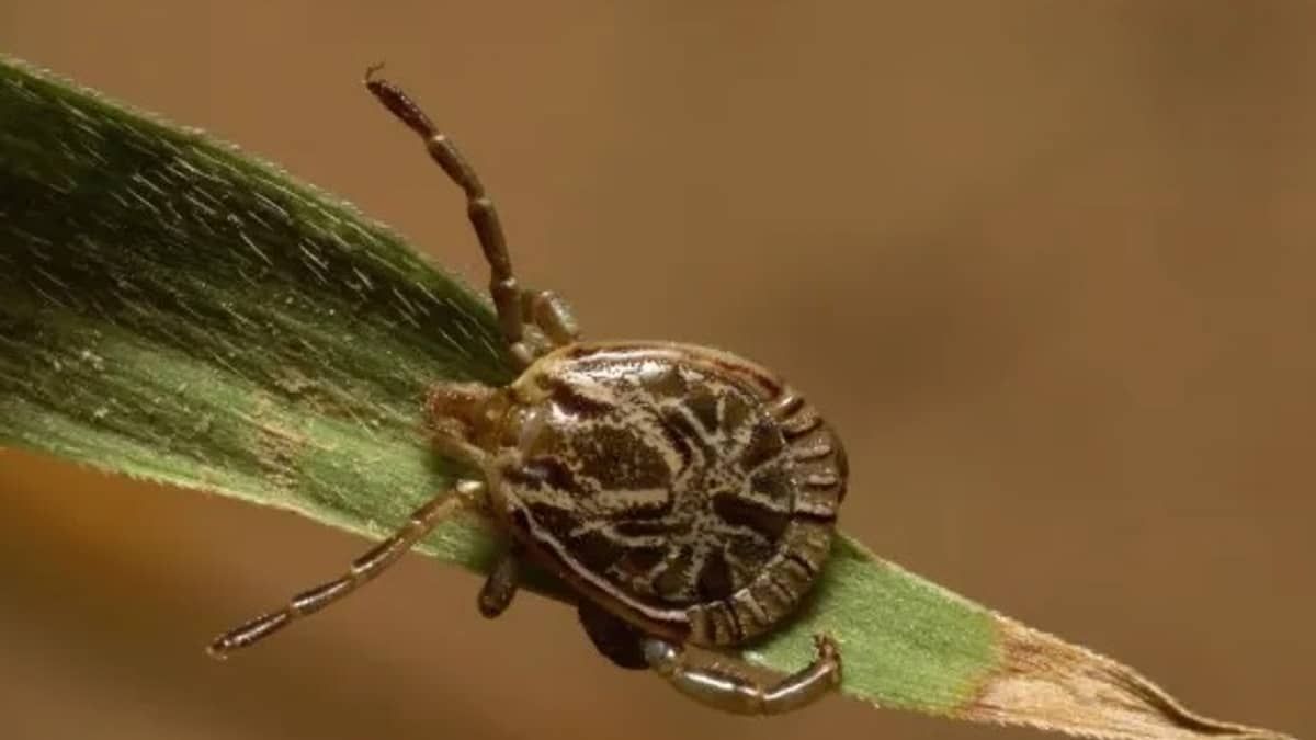 Se você quer manter os carrapatos longe do seu jardim, evite cultivar essas 4 plantas