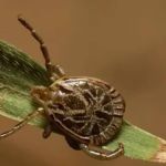 Crianças morrem por complicações da febre maculosa em cidade no interior de São Paulo