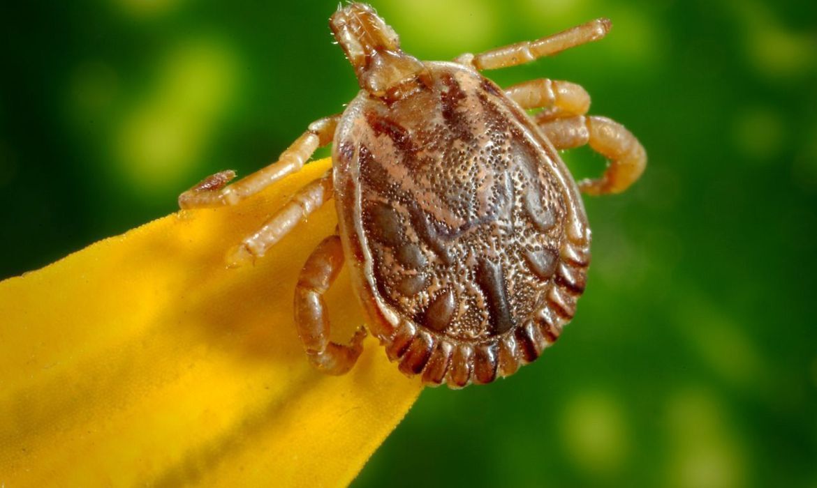 Cidade do Vale do Aço confirma primeira morte por febre maculosa