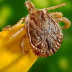 Cidade do Vale do Aço confirma primeira morte por febre maculosa