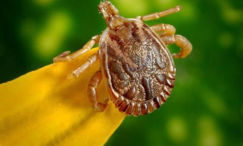 Febre Maculosa