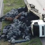 Vídeo: tombamento de carreta complica o trânsito no Anel Rodoviário de BH