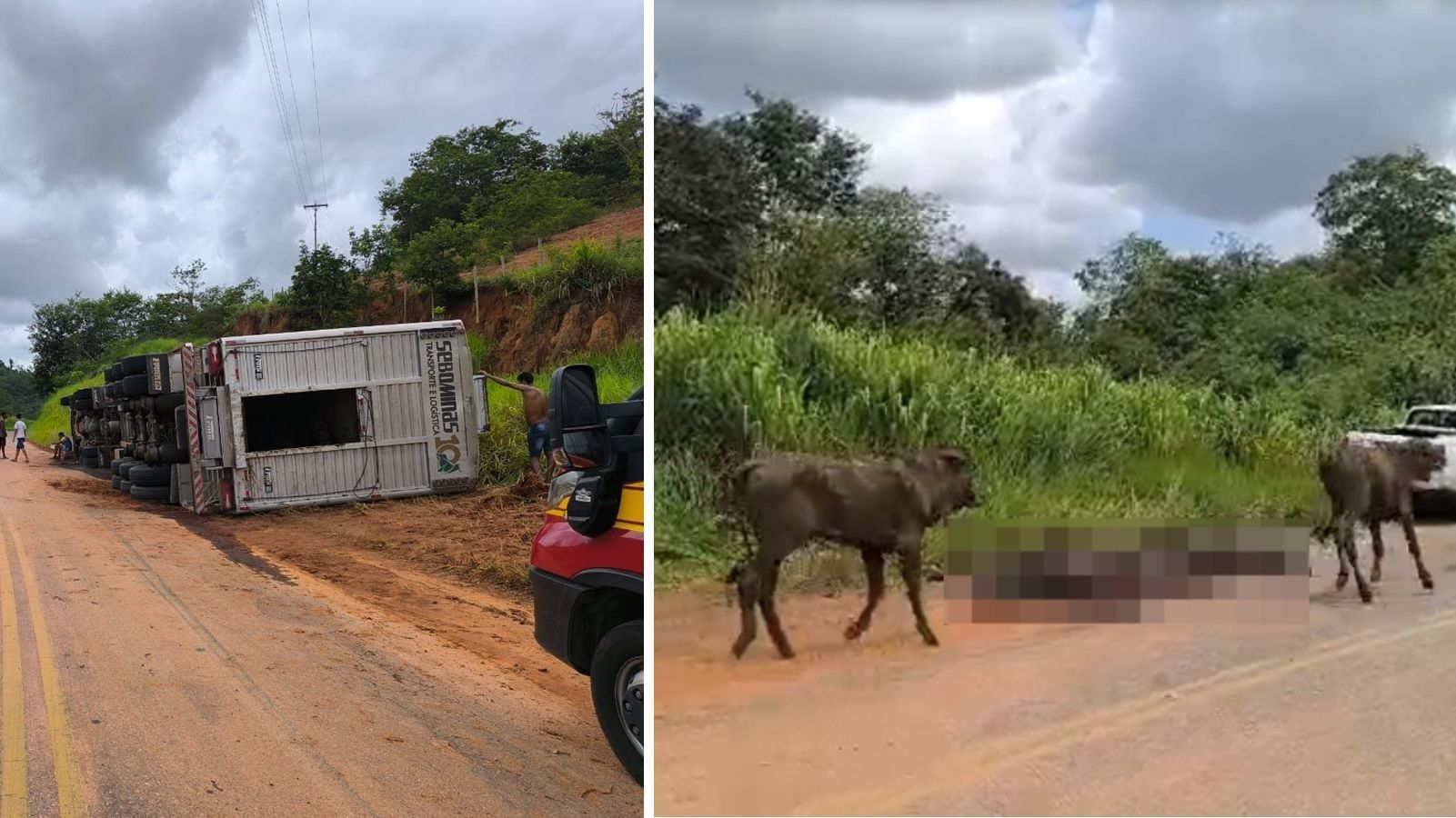 Vídeo: 14 bois morrem após carreta de gado tombar em rodovia no interior de MG