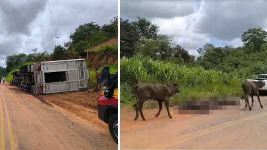 Foto mostra carreta de gado tombada na LMG 766