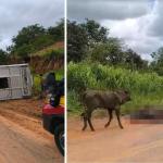 Vídeo: 14 bois morrem após carreta de gado tombar em rodovia no interior de MG